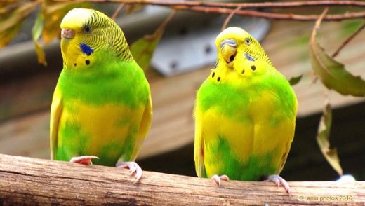 Muhabbet Kuşu Soğuk Algınlığı Tedavisi